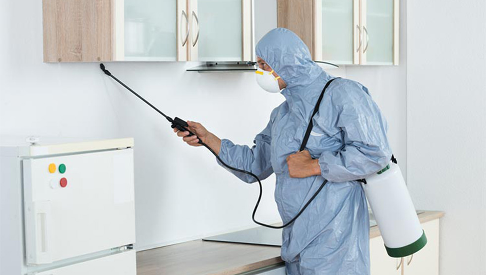 شركة رش حشرات في الطائف , رش حشرات في الطائف , افضل شركة رش حشرات في الطائف , ارخص شركة رش حشرات في الطائف , شركة رش حشرات في الطائف ,  مكافحة حشرات في الطائف , افضل شركة مكافحة حشرات في الطائف 